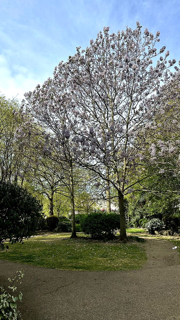 mira.0004 image ~ Altpins