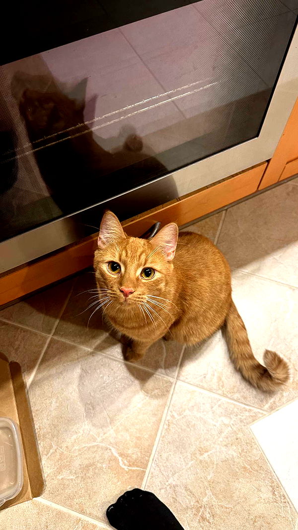 mira.0004 image ~ Altpins