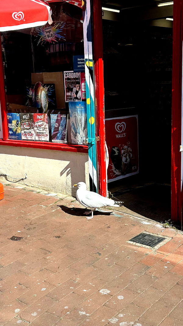 mira.0004 image ~ Altpins