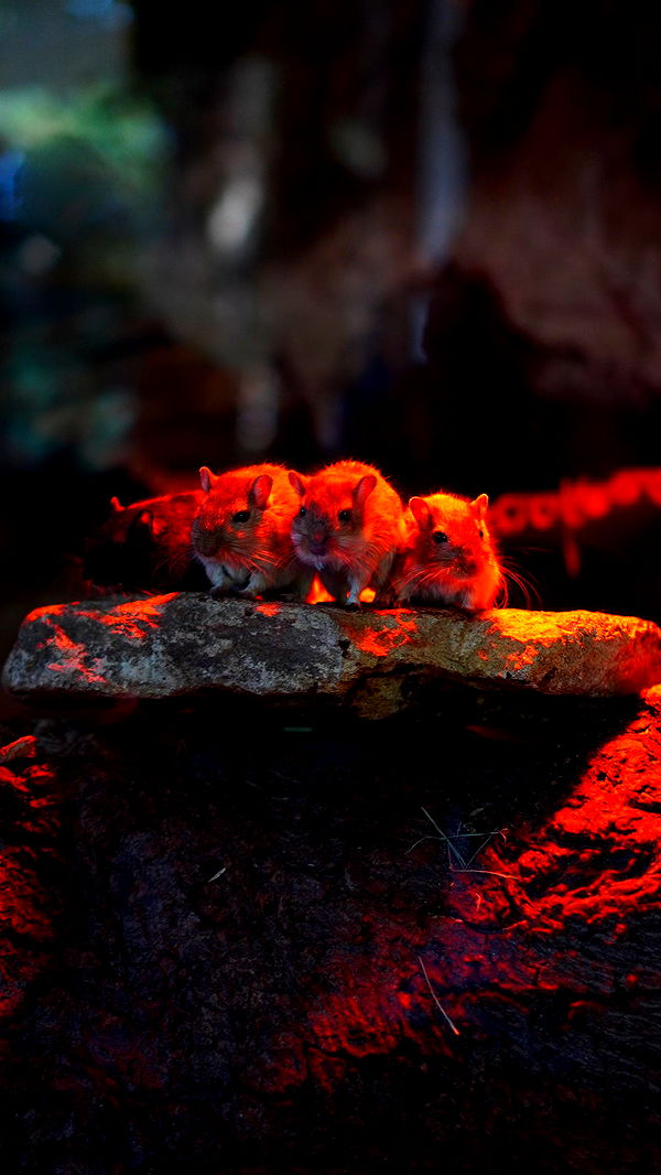 mira.0004 image ~ Altpins