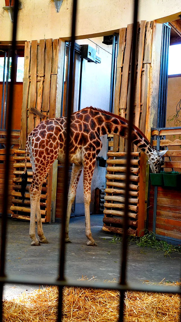 mira.0004 image ~ Altpins