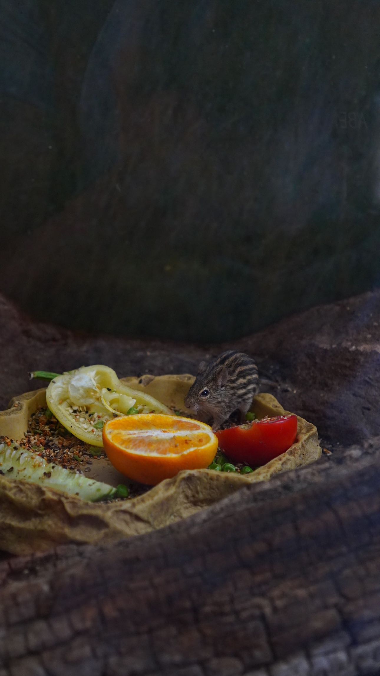 mira.0004 snapchat image archive image