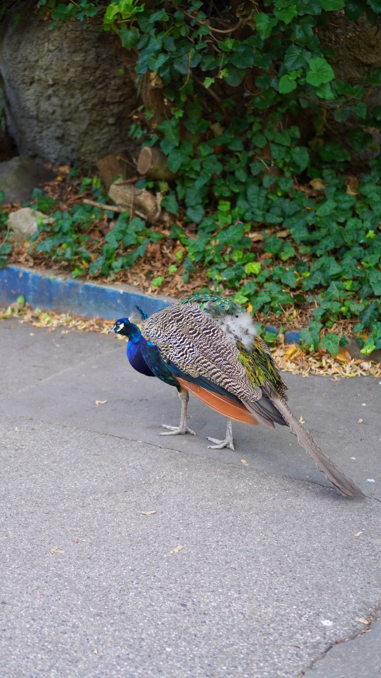 mira.0004 snapchat image archive image