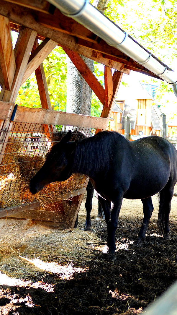 mira.0004 image ~ Altpins