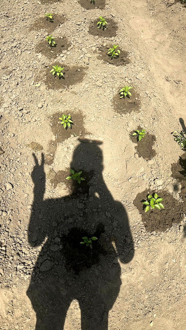 mira.0004 image ~ Altpins