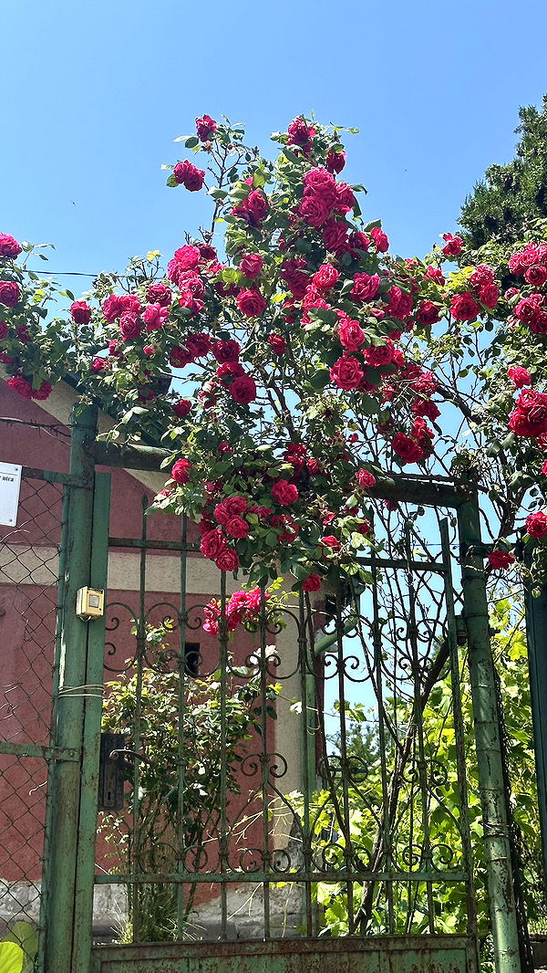 mira.0004 image ~ Altpins