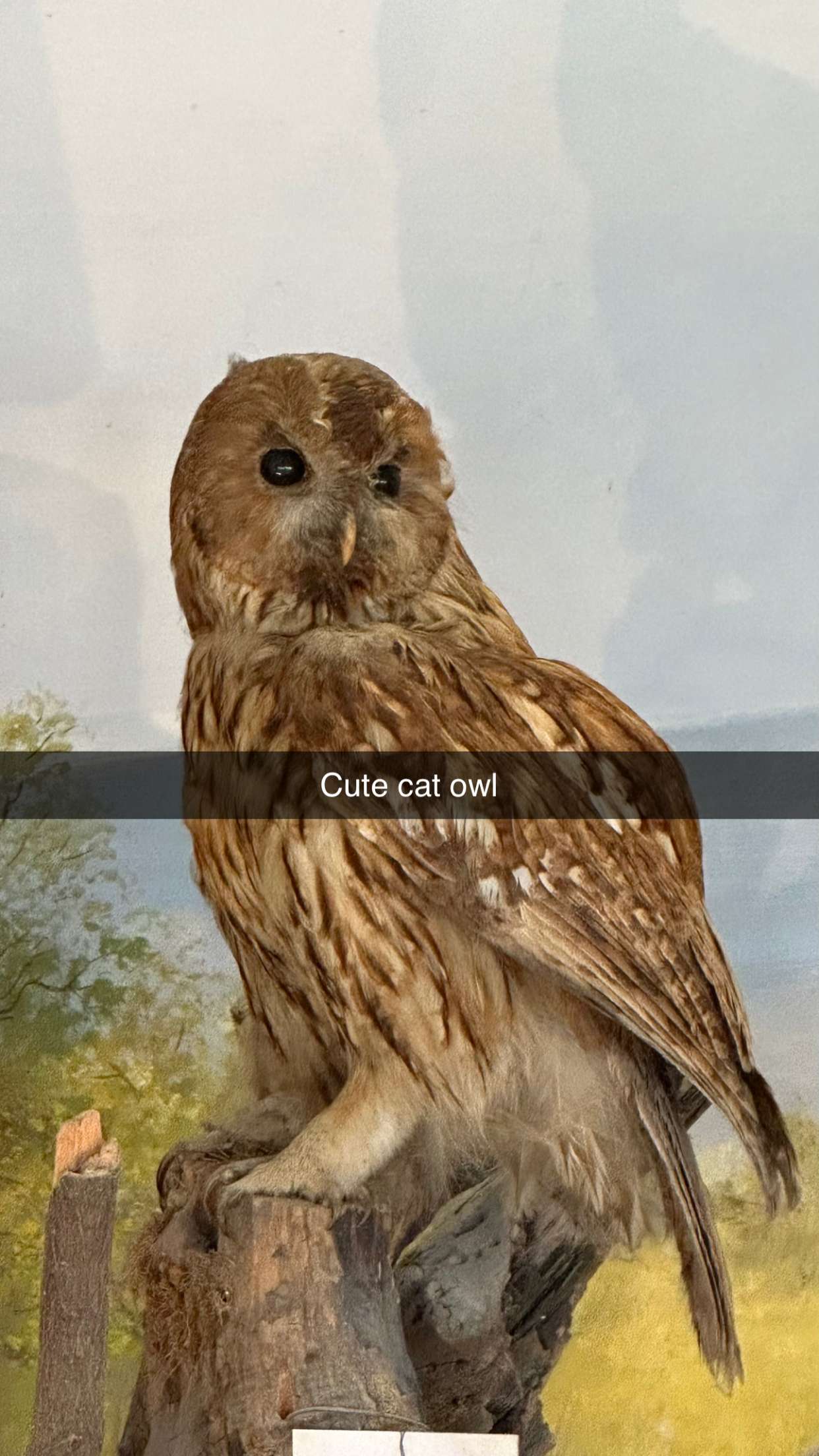 mira.0004 snapchat image archive image