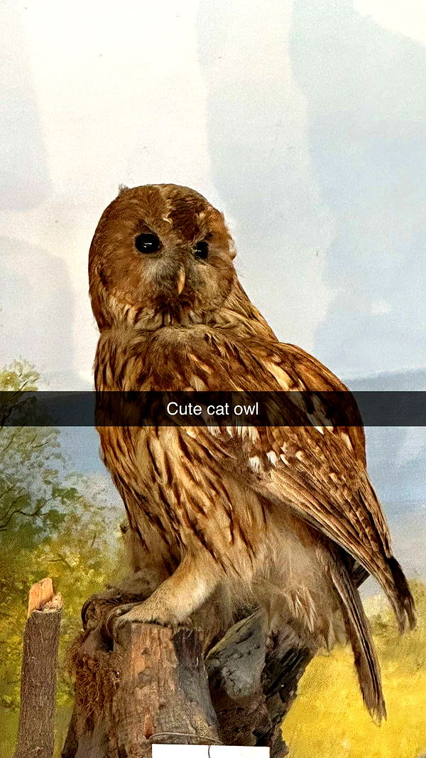 mira.0004 image ~ Altpins