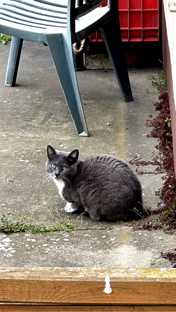 mira.0004 image ~ Altpins