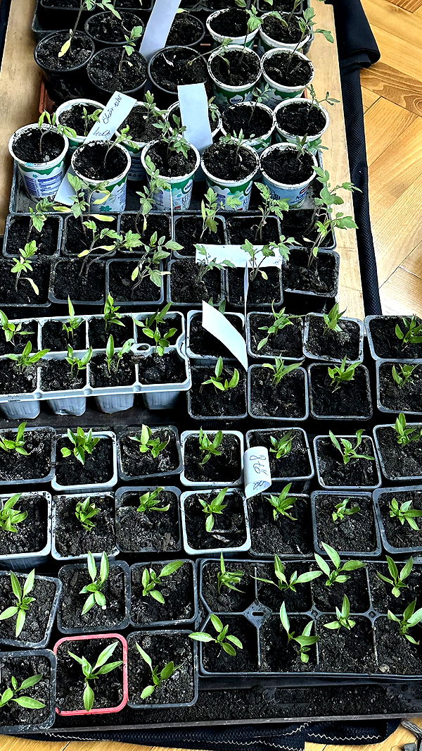 mira.0004 image ~ Altpins