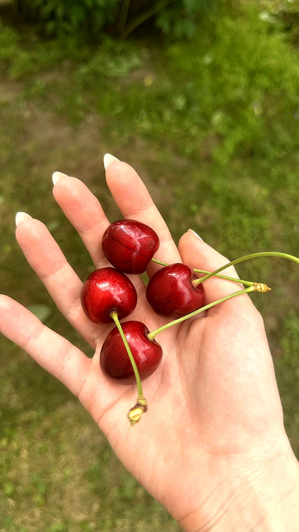 mira.0004 image ~ Altpins