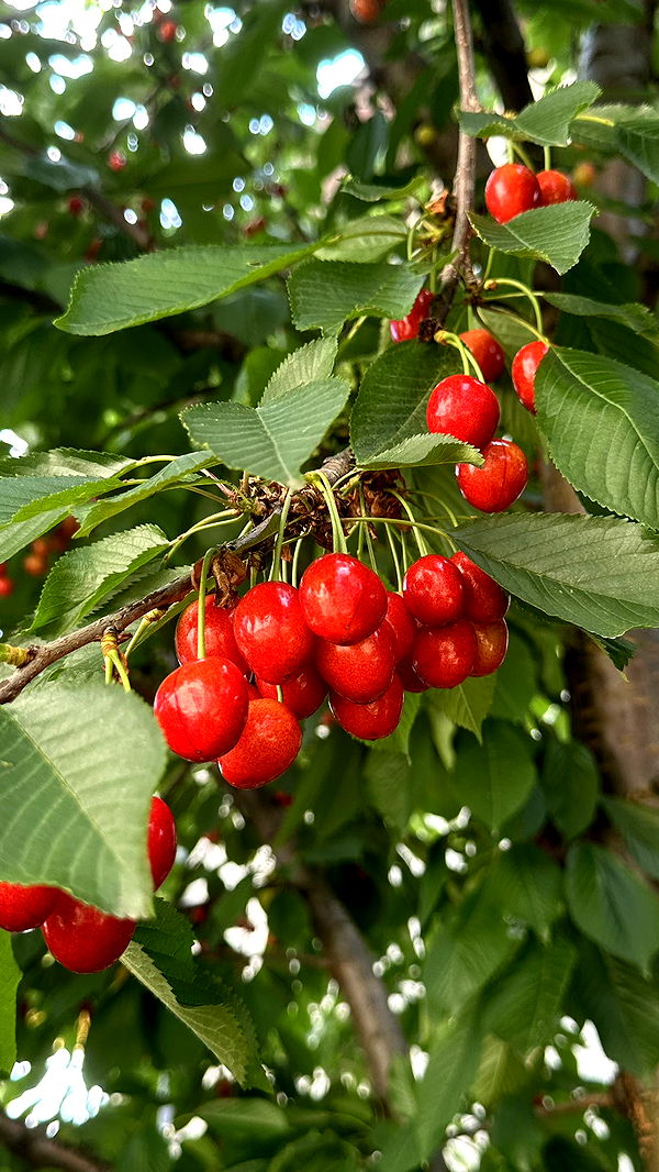 mira.0004 image ~ Altpins