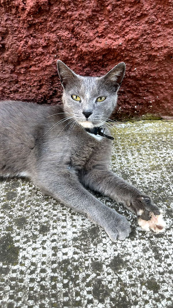 mira.0004 image ~ Altpins