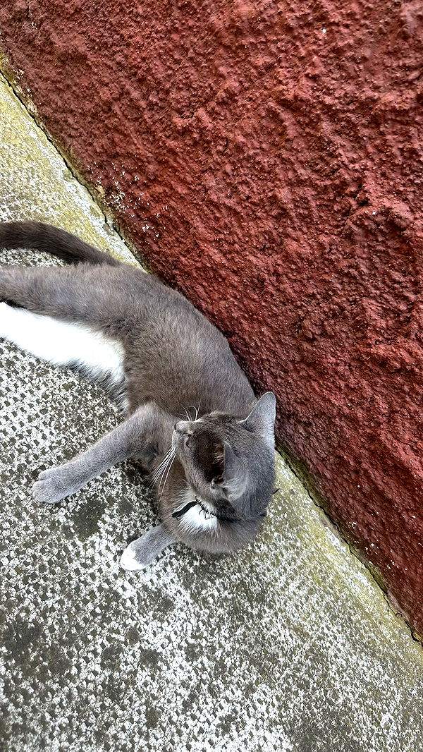 mira.0004 image ~ Altpins