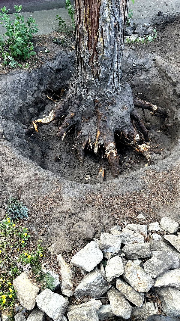 mira.0004 image ~ Altpins