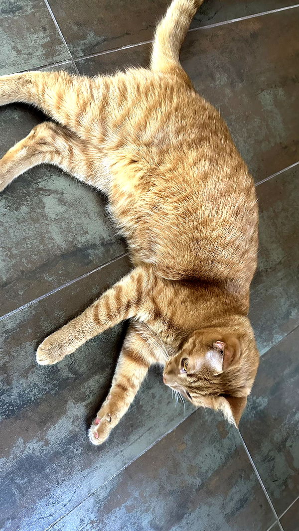 mira.0004 image ~ Altpins