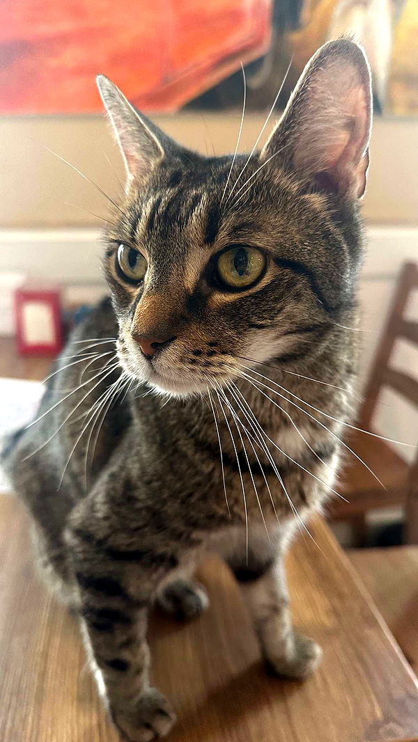 mira.0004 image ~ Altpins