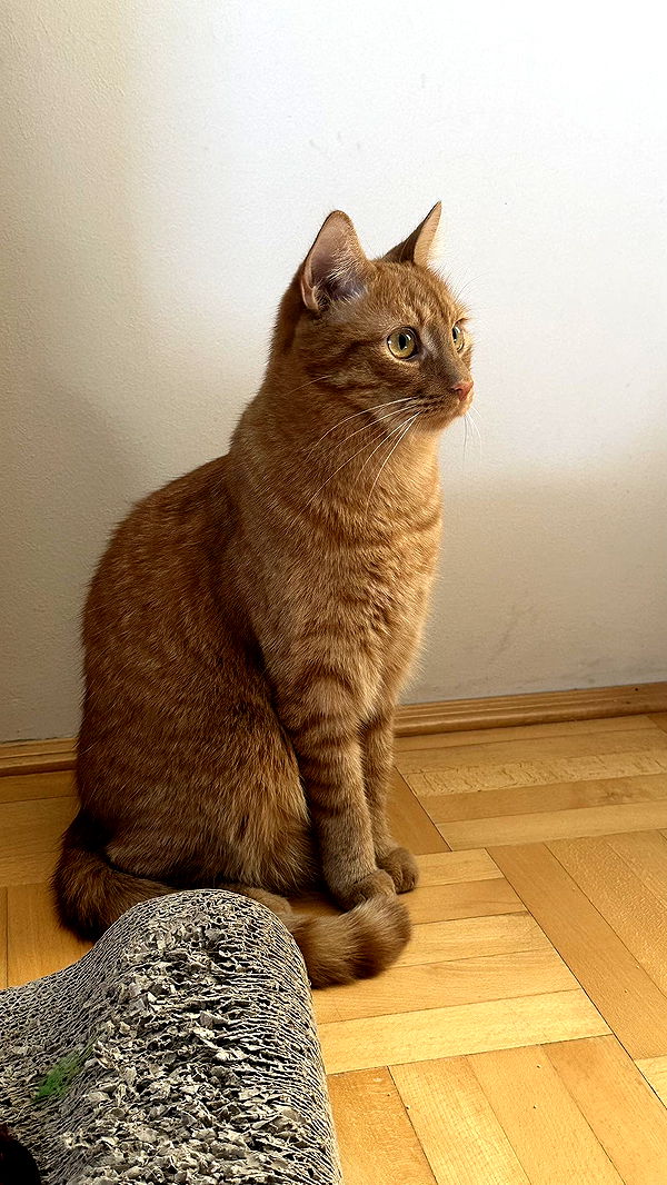 mira.0004 image ~ Altpins