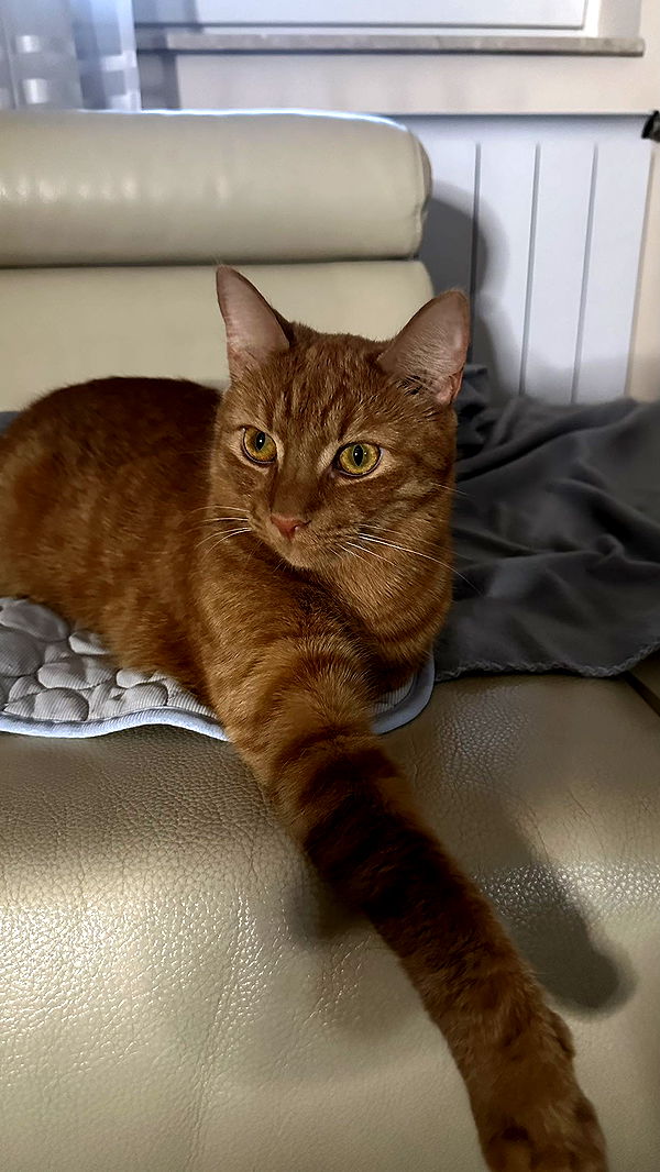 mira.0004 image ~ Altpins