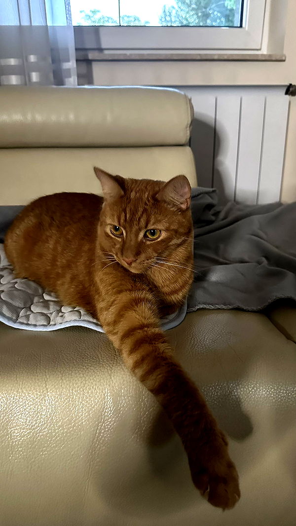 mira.0004 image ~ Altpins