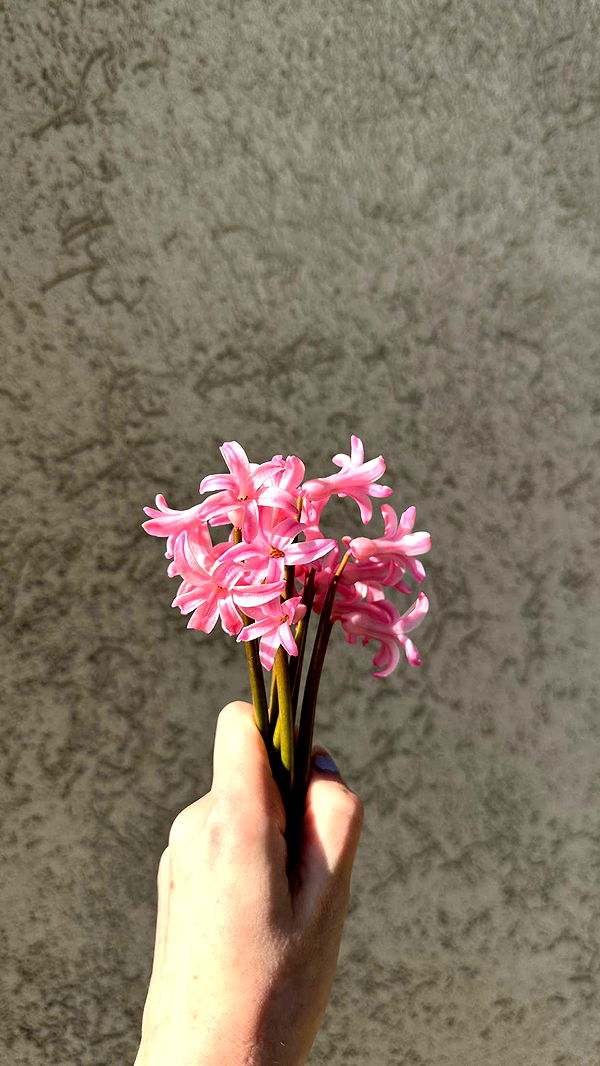 mira.0004 image ~ Altpins