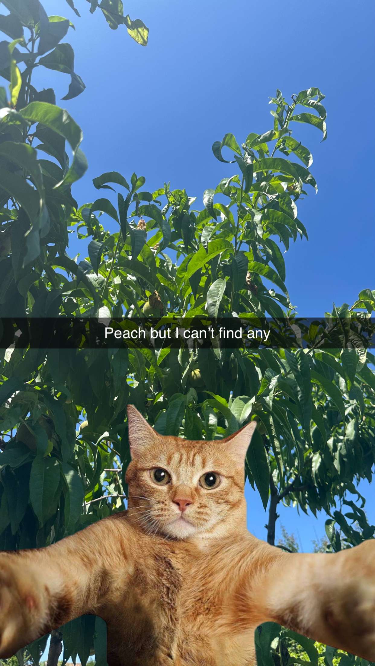 mira.0004 snapchat image archive image