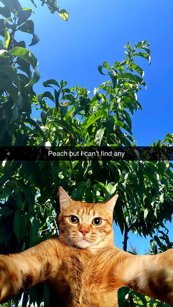 mira.0004 image ~ Altpins