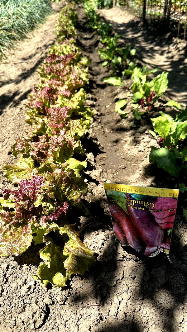 mira.0004 image ~ Altpins