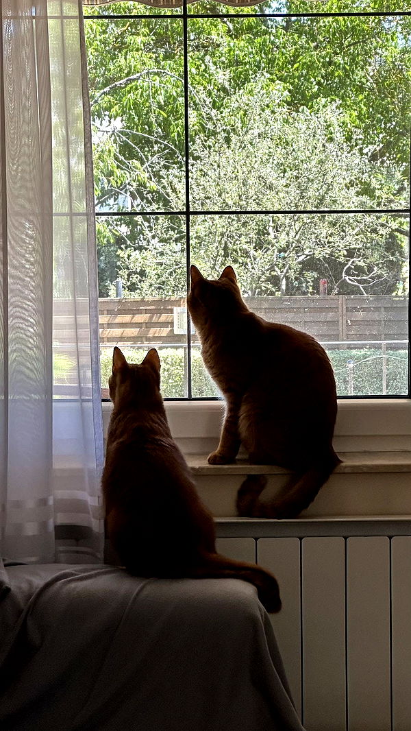 mira.0004 image ~ Altpins