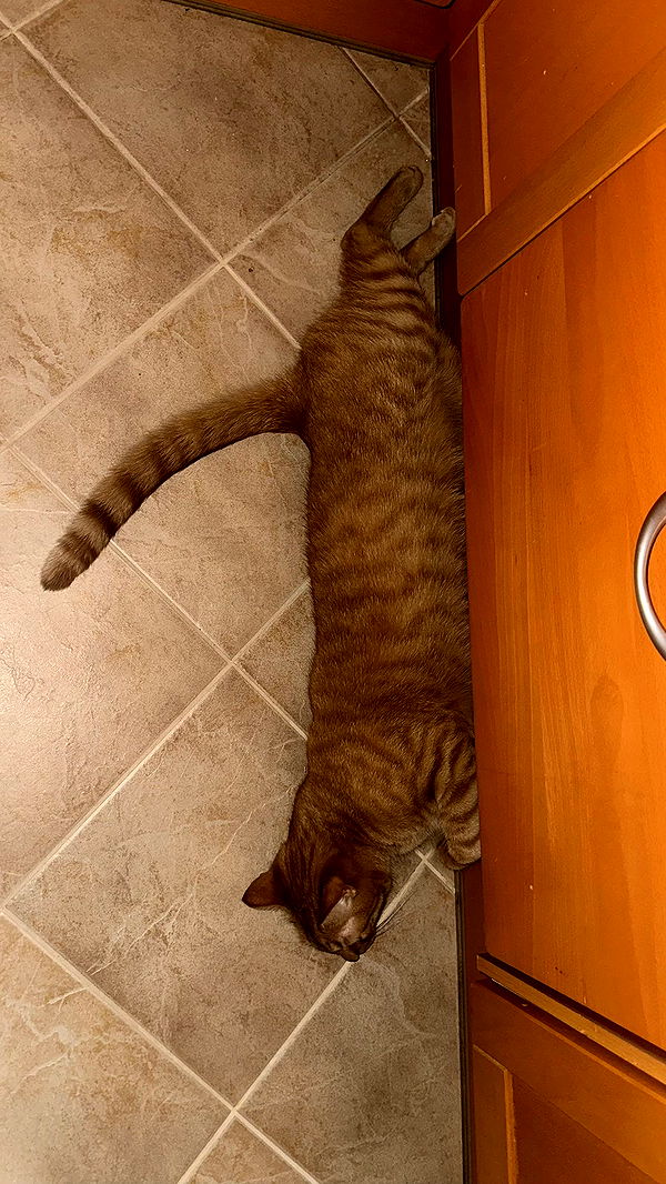 mira.0004 image ~ Altpins