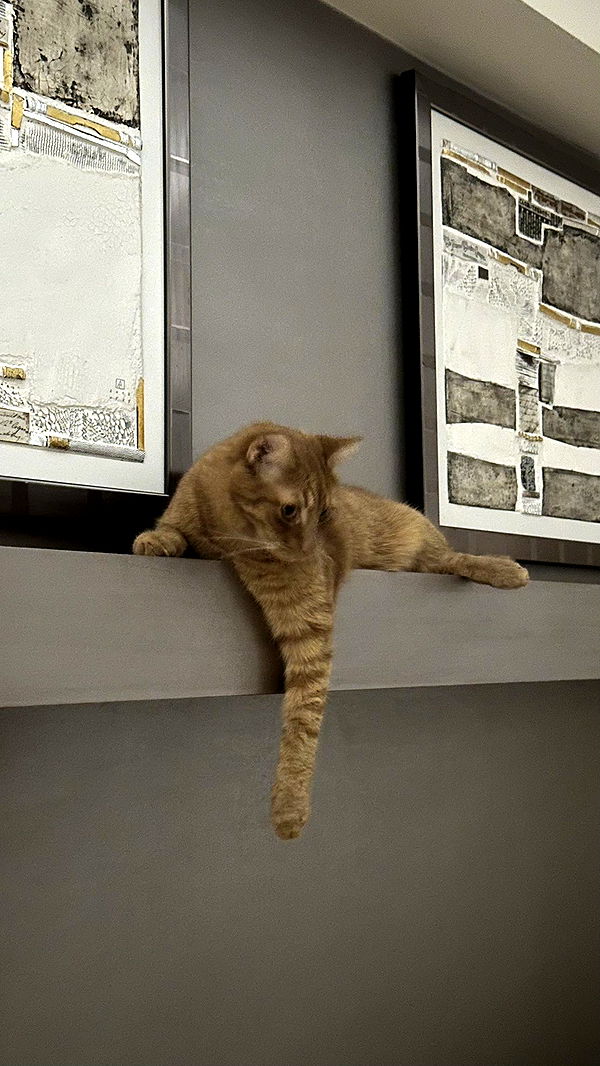 mira.0004 image ~ Altpins