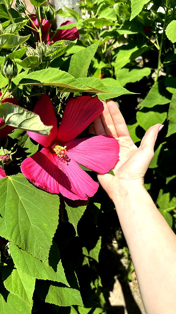 mira.0004 image ~ Altpins