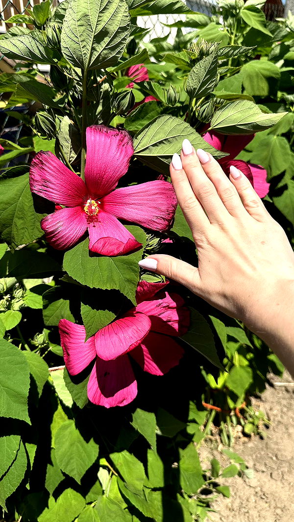 mira.0004 image ~ Altpins