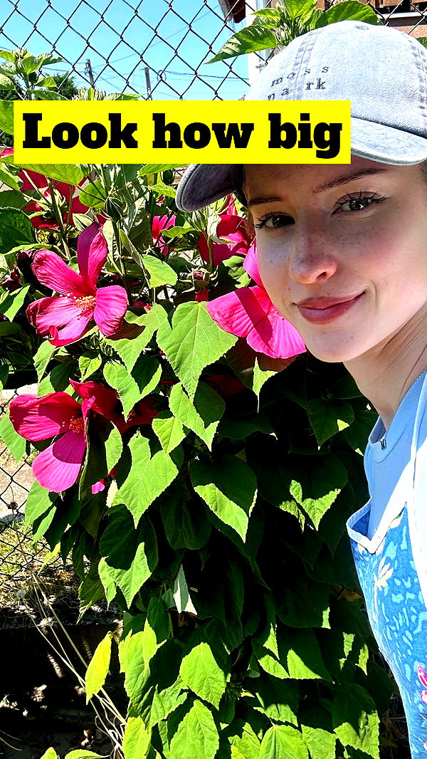 mira.0004 image ~ Altpins