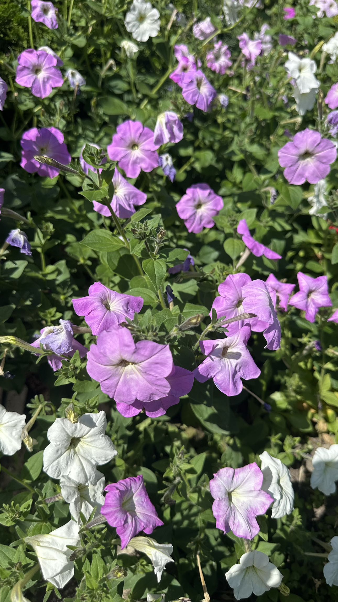 mira.0004 snapchat image archive image