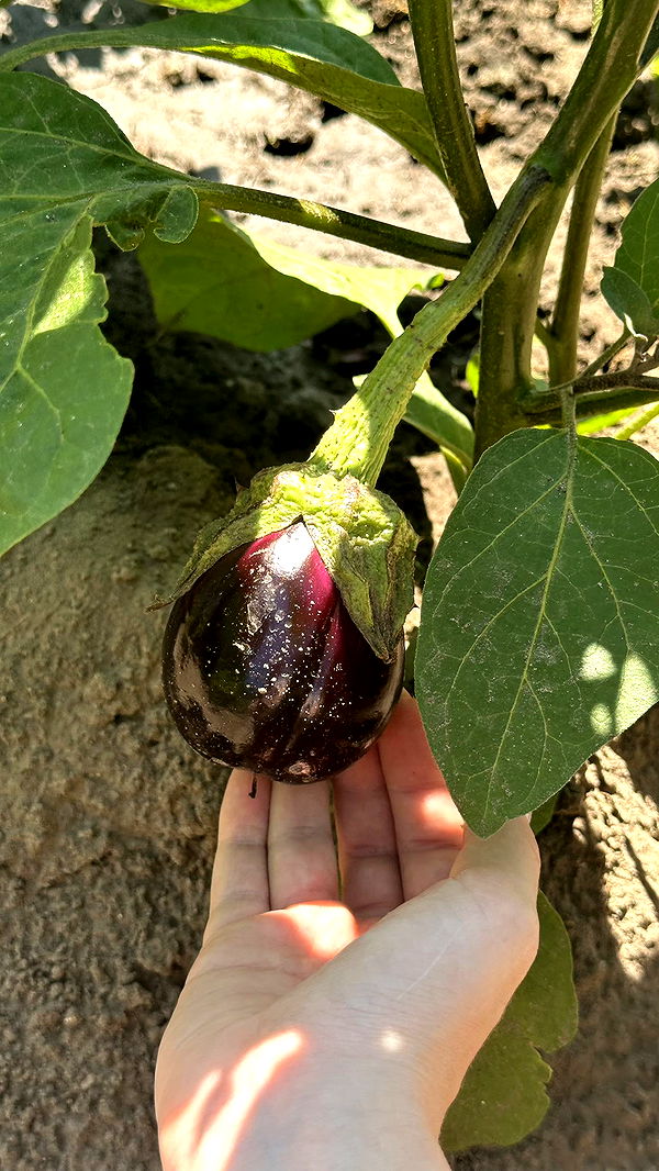 mira.0004 image ~ Altpins