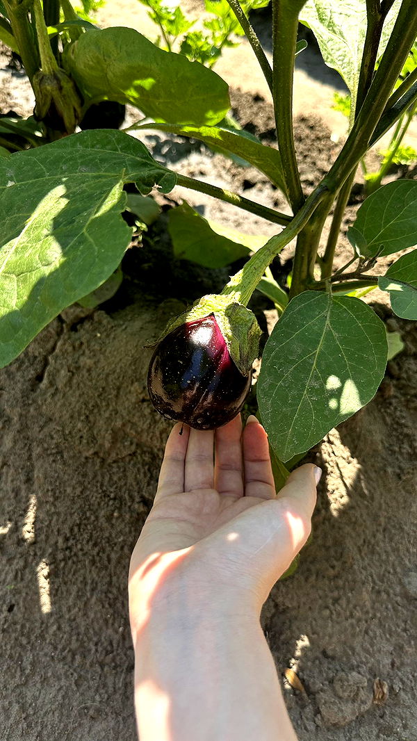 mira.0004 image ~ Altpins