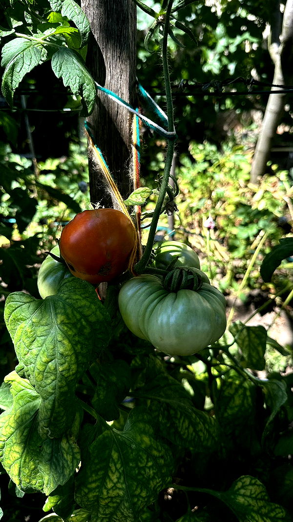 mira.0004 image ~ Altpins