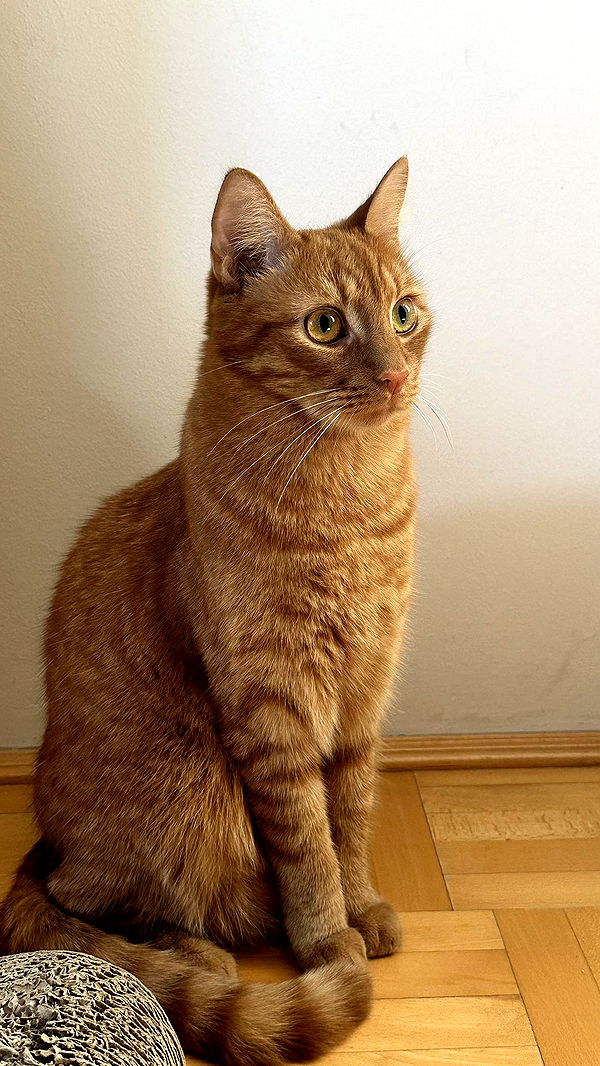 mira.0004 image ~ Altpins