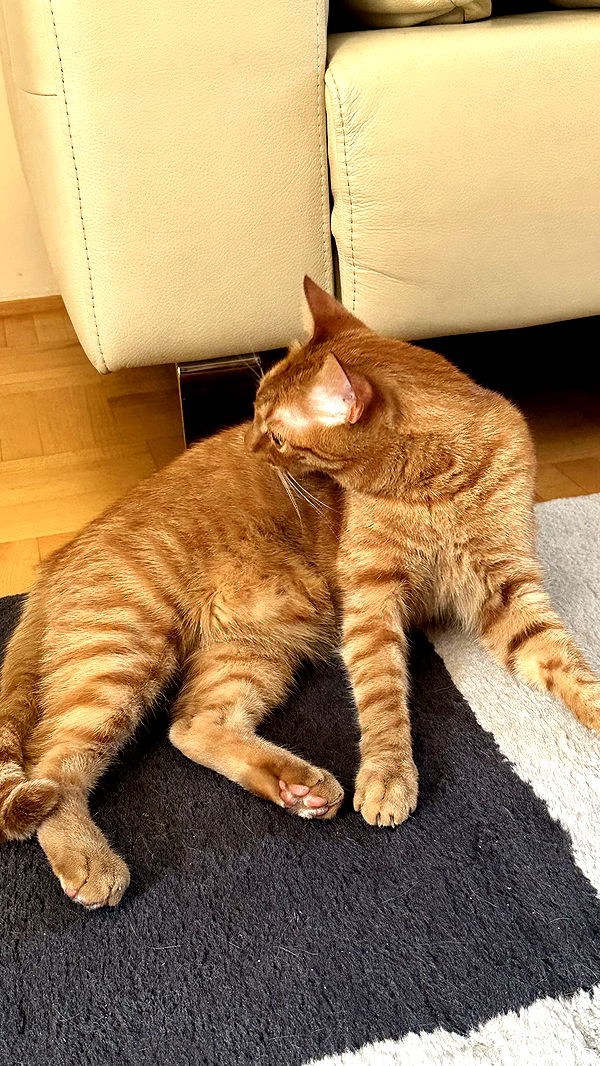 mira.0004 image ~ Altpins