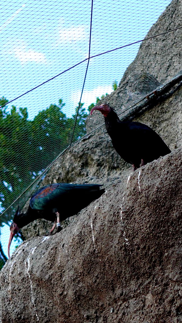 mira.0004 image ~ Altpins