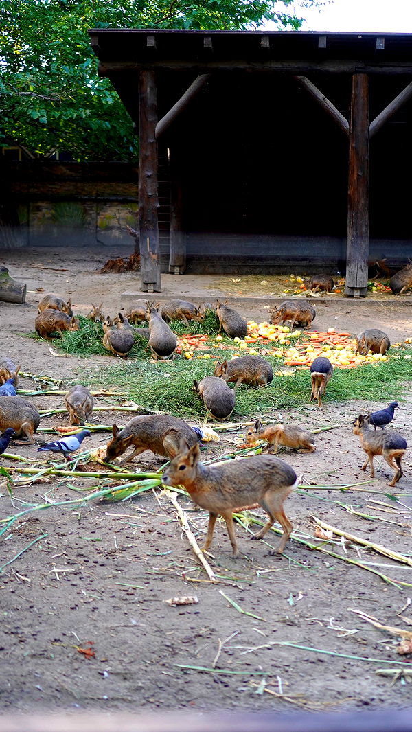 mira.0004 image ~ Altpins