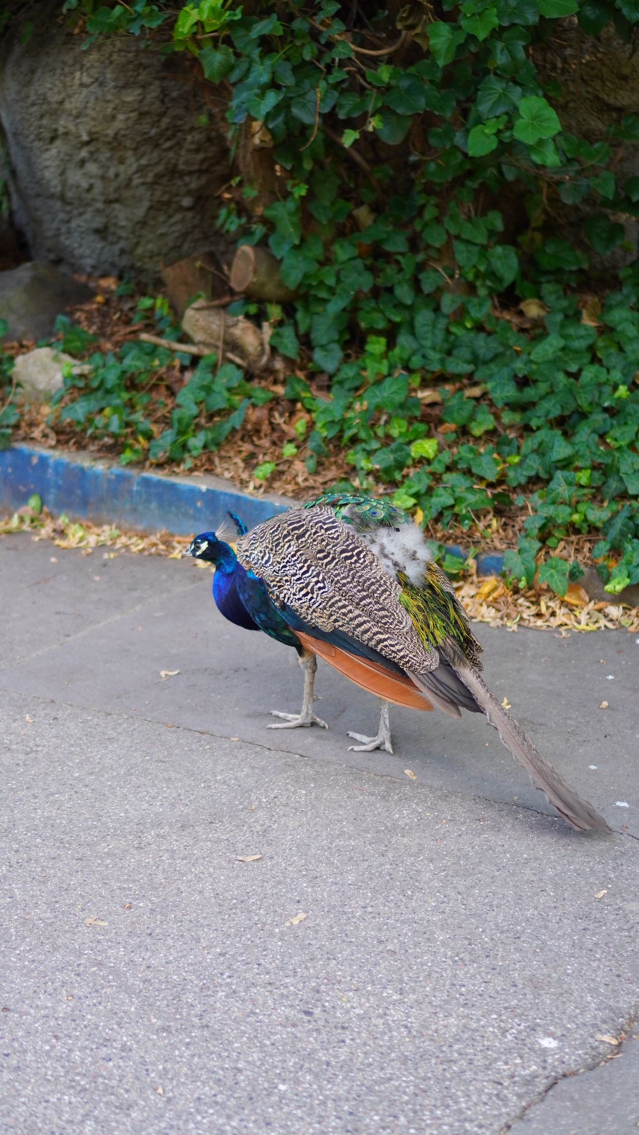 mira.0004 snapchat image archive image