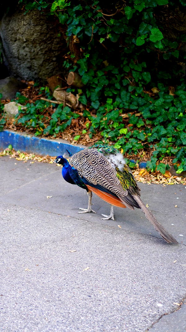 mira.0004 image ~ Altpins