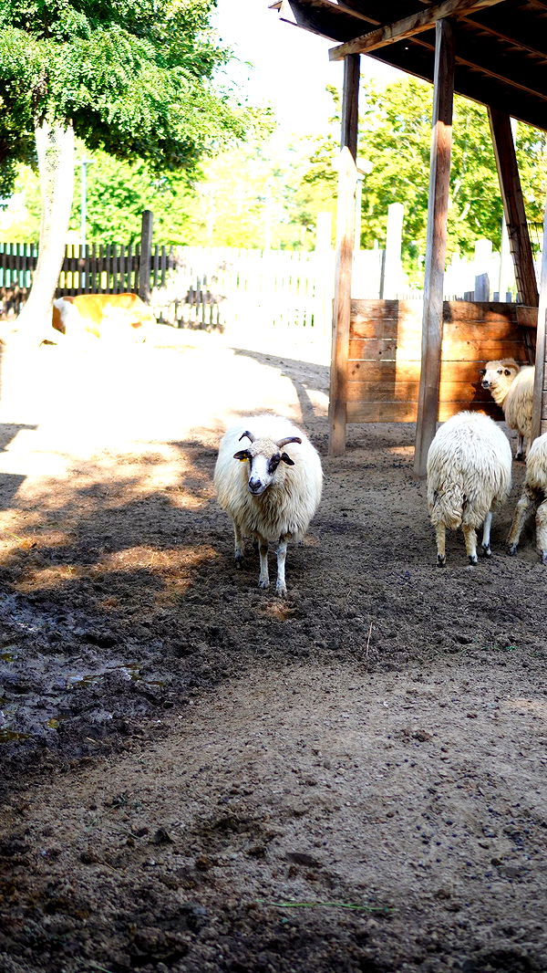 mira.0004 image ~ Altpins