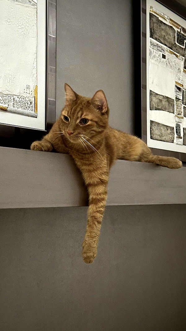 mira.0004 image ~ Altpins