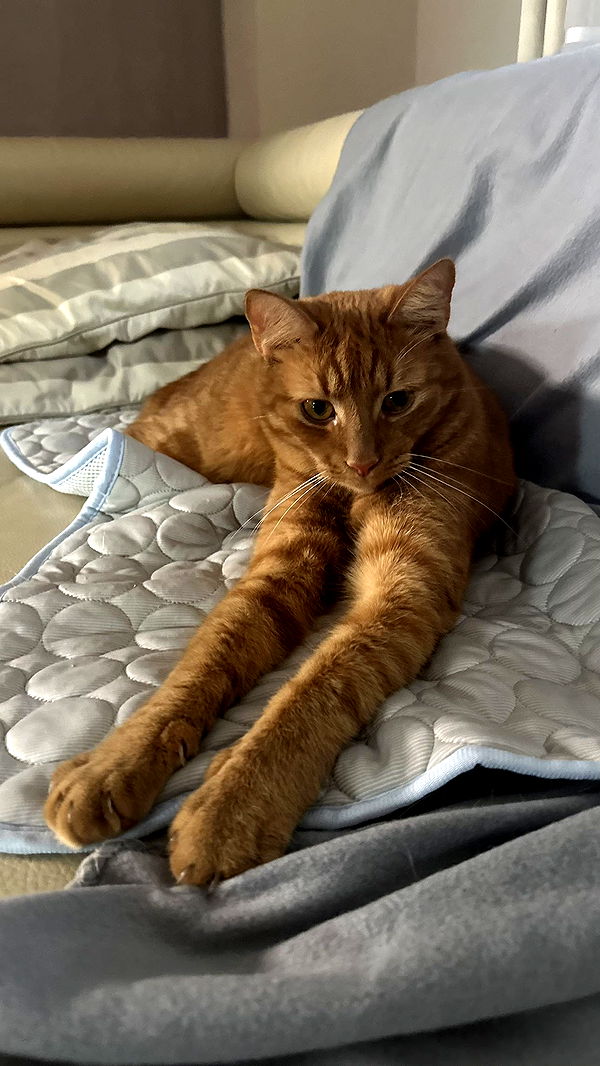 mira.0004 image ~ Altpins