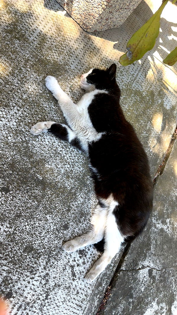 mira.0004 image ~ Altpins