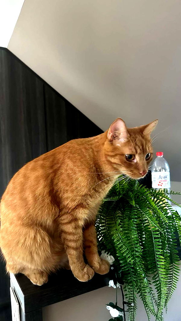 mira.0004 image ~ Altpins