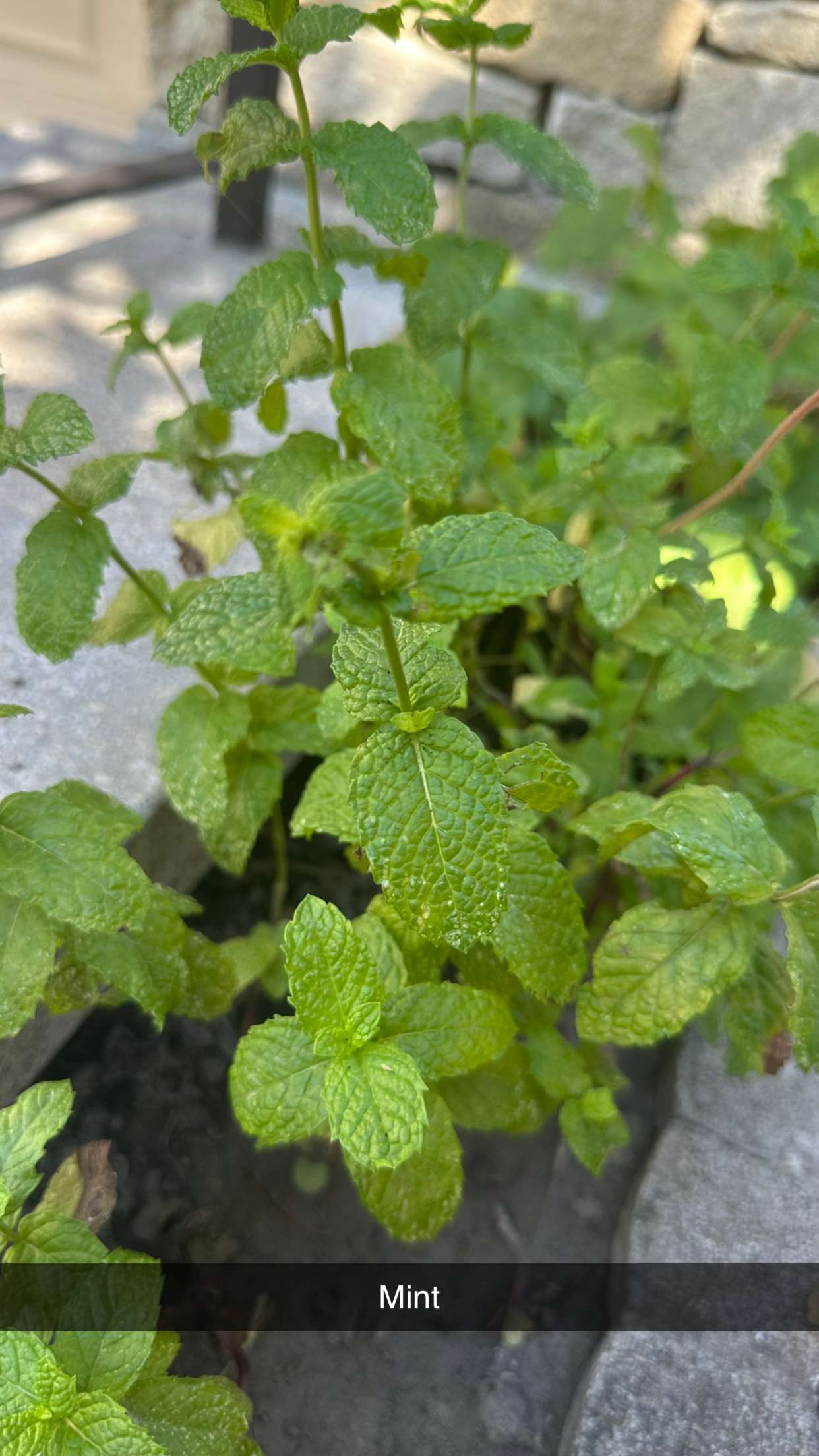 mira.0004 snapchat image archive image